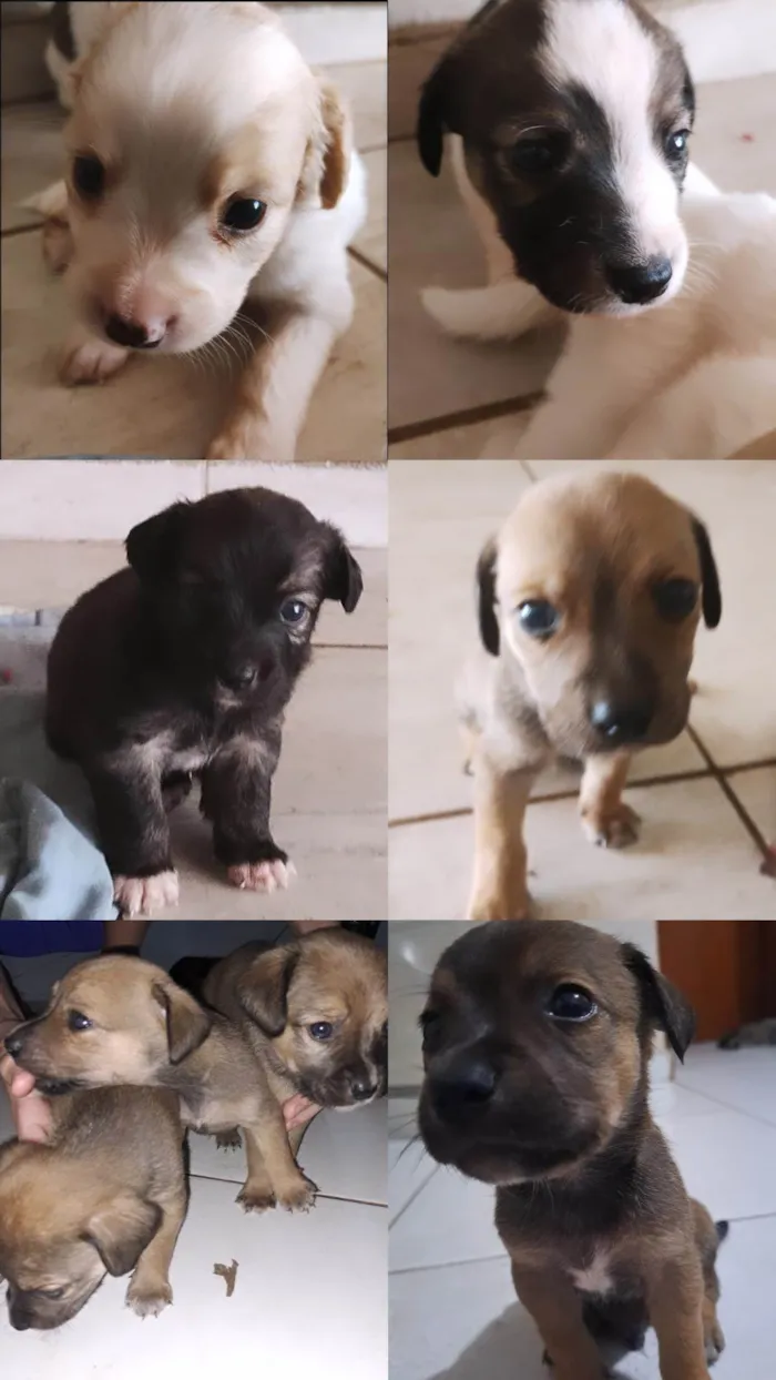 Cachorro ra a SRD (vira-lata) idade 2 a 6 meses nome 6 machos e 1 fêmea