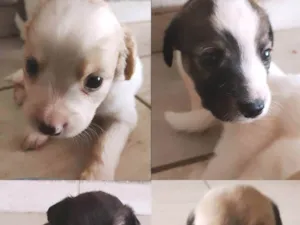 Cachorro raça SRD (vira-lata) idade 2 a 6 meses nome 6 machos e 1 fêmea