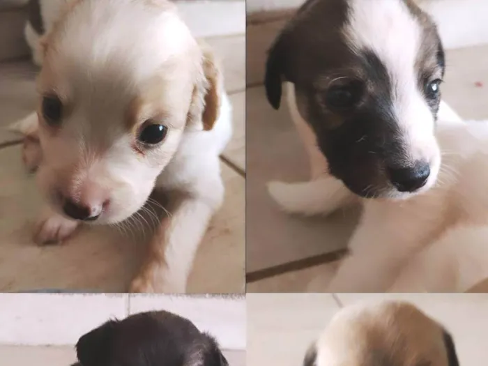 Cachorro ra a SRD (vira-lata) idade 2 a 6 meses nome 6 machos e 1 fêmea