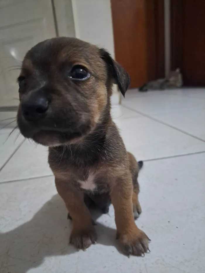 Cachorro ra a SRD (vira-lata) idade 2 a 6 meses nome 6 machos e 1 fêmea