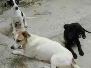 Cachorro raça SRD-ViraLata idade 2 a 6 meses nome Denguinho 