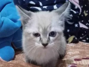 Gato raça Persa idade Abaixo de 2 meses nome gatinha (sem nome)