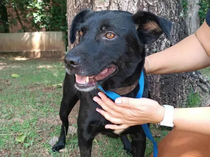 Cachorro ra a SRD-ViraLata idade 3 anos nome Ipanema 