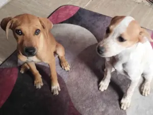 Cachorro raça SRD-ViraLata idade 2 a 6 meses nome Thor e Ohana