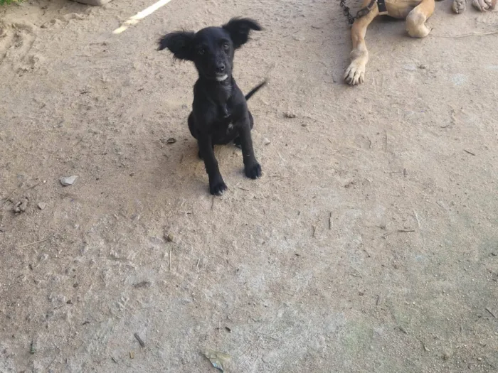 Cachorro ra a SRD-ViraLata idade 2 a 6 meses nome Neguinho, poly, fofa