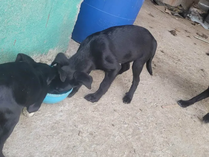 Cachorro ra a SRD-ViraLata idade 2 a 6 meses nome Neguinho, poly, fofa