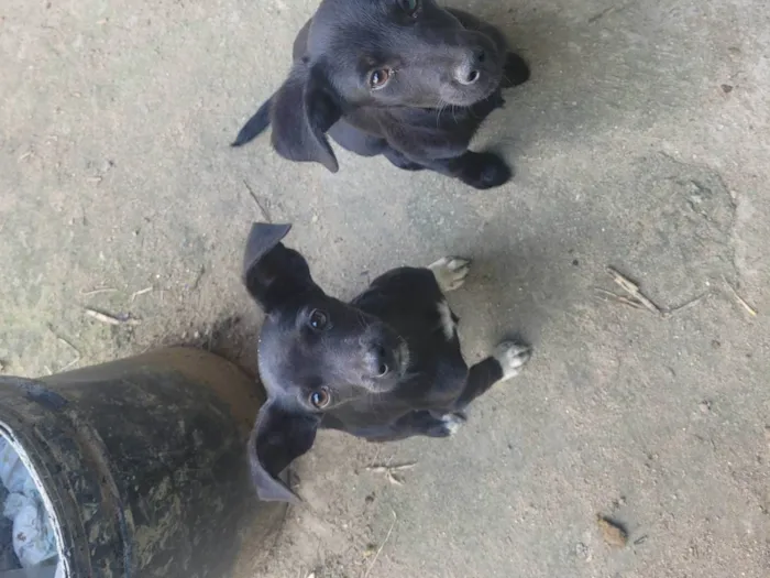 Cachorro ra a SRD-ViraLata idade 2 a 6 meses nome Neguinho, poly, fofa