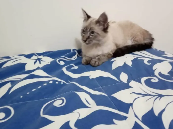 Gato ra a SRD idade 2 a 6 meses nome Vênus 