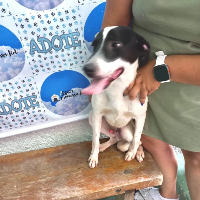 Cachorro ra a SRD-ViraLata idade 7 a 11 meses nome Snoopy 10meses porteP 