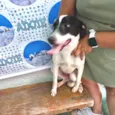 Snoopy 10meses porteP