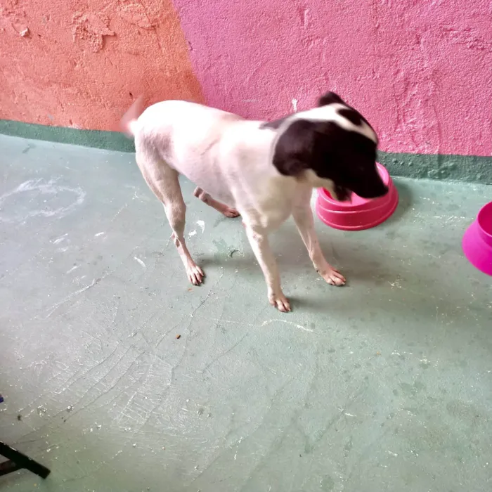 Cachorro ra a SRD-ViraLata idade 7 a 11 meses nome Snoopy 10meses porteP 