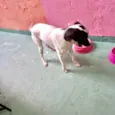Snoopy 10meses porteP