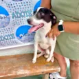 Snoopy 10meses porteP