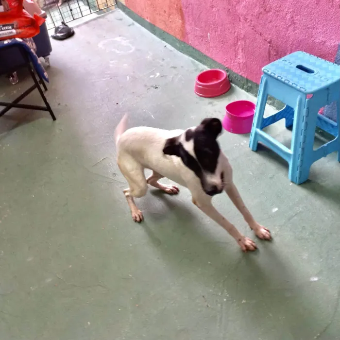 Cachorro ra a SRD-ViraLata idade 7 a 11 meses nome Snoopy 10meses porteP 