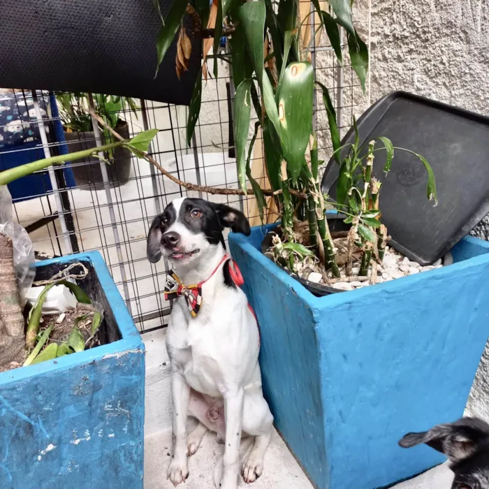 Cachorro ra a SRD-ViraLata idade 7 a 11 meses nome Snoopy 10meses porteP 