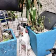 Snoopy 10meses porteP
