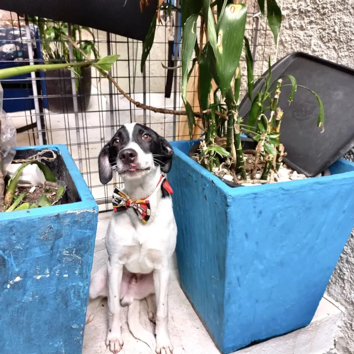 Cachorro ra a SRD-ViraLata idade 7 a 11 meses nome Snoopy 10meses porteP 