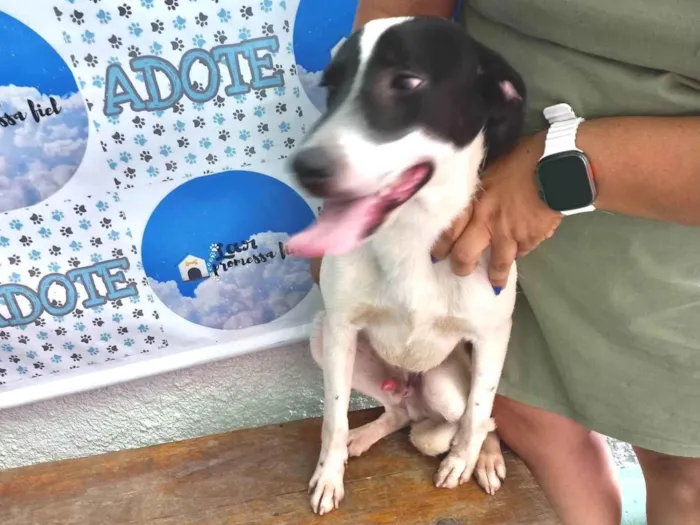 Cachorro ra a SRD-ViraLata idade 7 a 11 meses nome Snoopy 10meses porteP 
