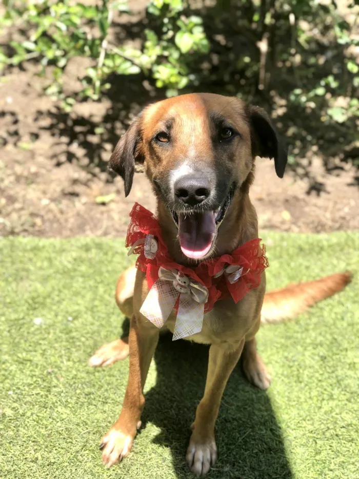 Cachorro ra a SRD-ViraLata idade 1 ano nome Vicky Linda porteP 