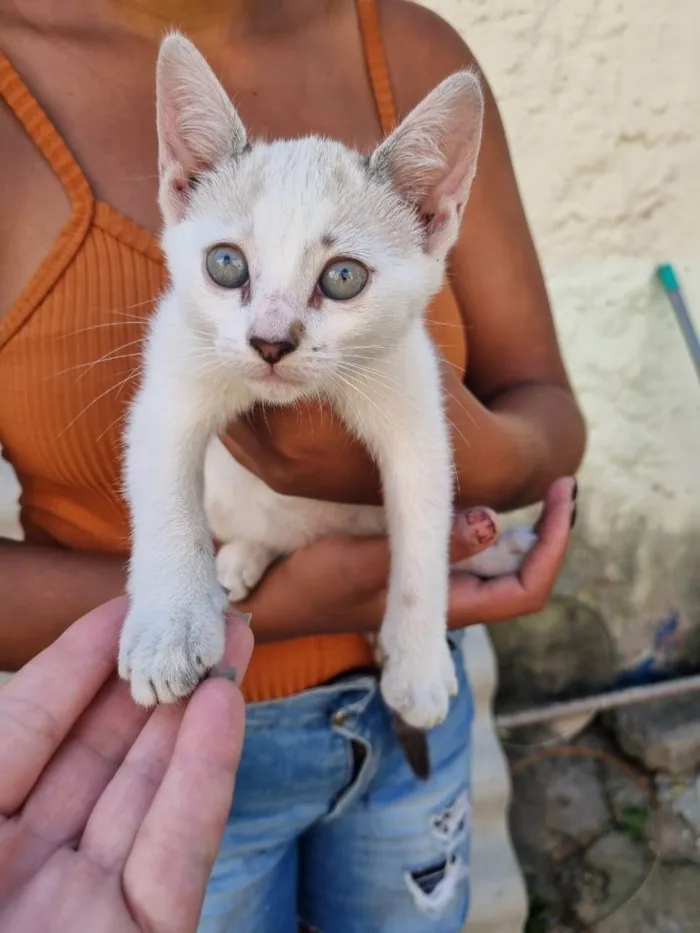 Gato ra a SRD-ViraLata idade Abaixo de 2 meses nome Filhotes