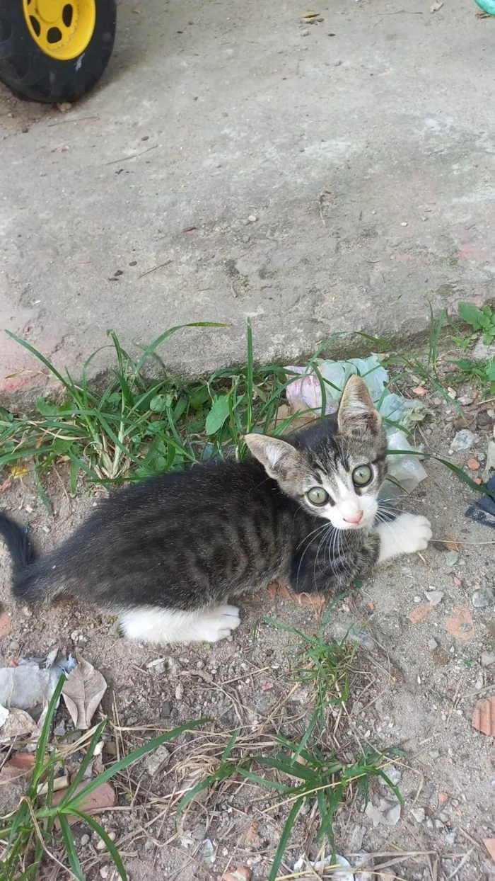 Gato ra a SRD-ViraLata idade Abaixo de 2 meses nome Filhotes