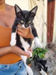 Filhotes
