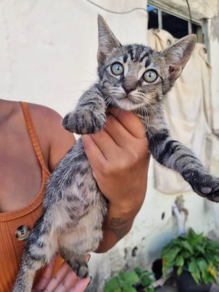 Gato ra a SRD-ViraLata idade Abaixo de 2 meses nome Filhotes