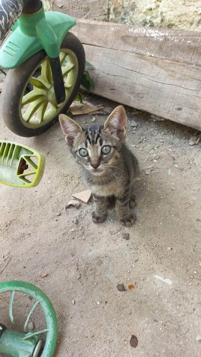 Gato ra a SRD-ViraLata idade Abaixo de 2 meses nome Filhotes