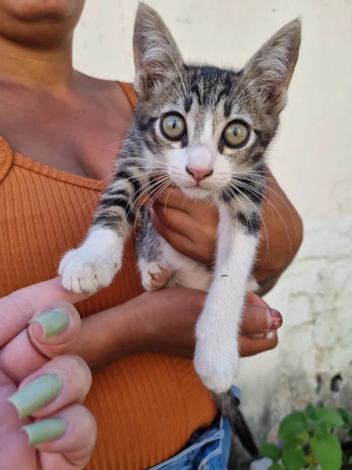 Gato ra a SRD-ViraLata idade Abaixo de 2 meses nome Filhotes
