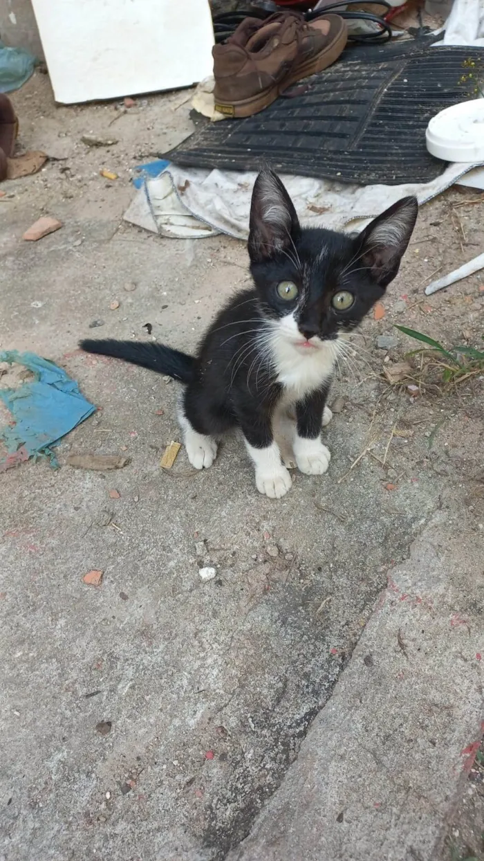 Gato ra a SRD-ViraLata idade Abaixo de 2 meses nome Filhotes