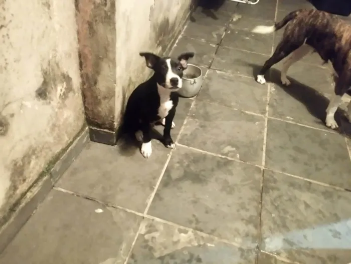 Cachorro ra a SRD-ViraLata idade 2 a 6 meses nome Oreo 4meses lindo 