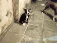 Oreo 4meses lindo