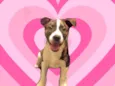 Toddy 4meses