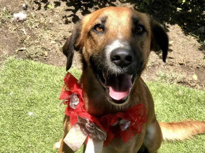 Cachorro ra a SRD-ViraLata idade 1 ano nome Vicky Linda porteP 