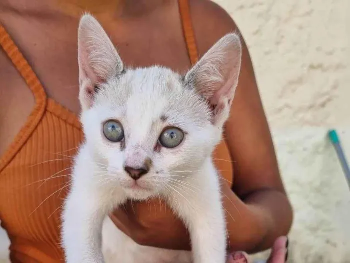 Gato ra a SRD-ViraLata idade Abaixo de 2 meses nome Filhotes