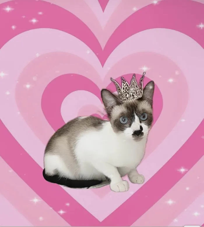 Gato ra a SRD-ViraLata idade 7 a 11 meses nome Amanda 9meses Linda e Boazinha 