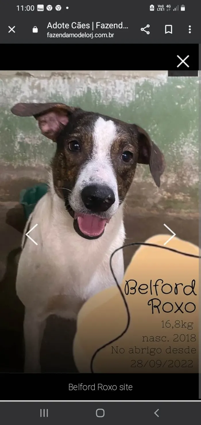Cachorro ra a SRD-ViraLata idade 5 anos nome Belford Roxo 
