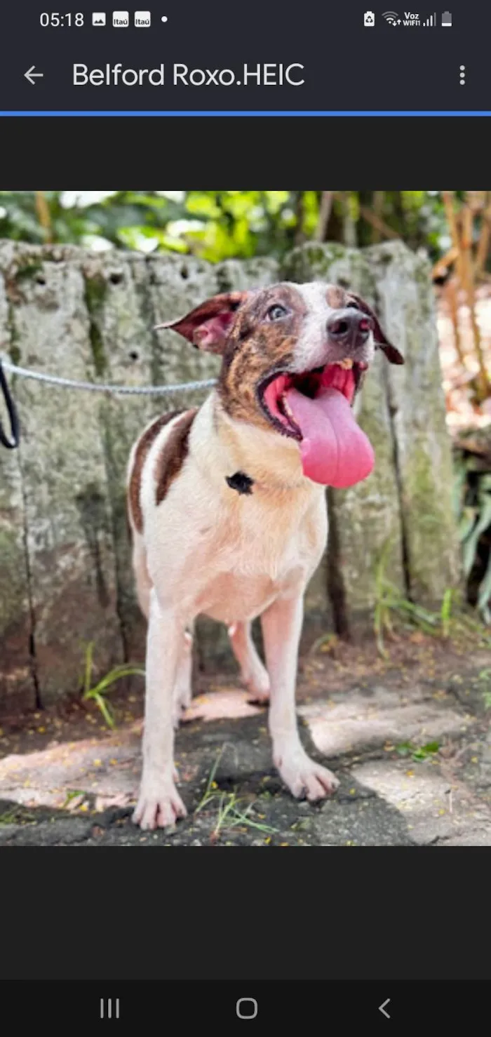 Cachorro ra a SRD-ViraLata idade 5 anos nome Belford Roxo 