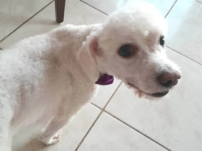 Cachorro ra a Poodle idade 2 anos nome Theo