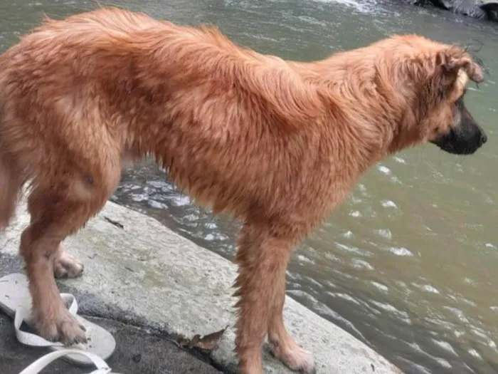 Cachorro ra a Misturado Pastor Alemão idade 7 a 11 meses nome Apolo