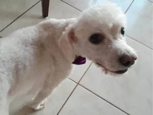 Cachorro raça Poodle idade 2 anos nome Theo