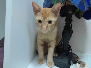 Gato raça SRD idade 2 a 6 meses nome Grude