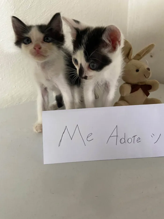 Gato ra a  idade Abaixo de 2 meses nome Tico e Teco