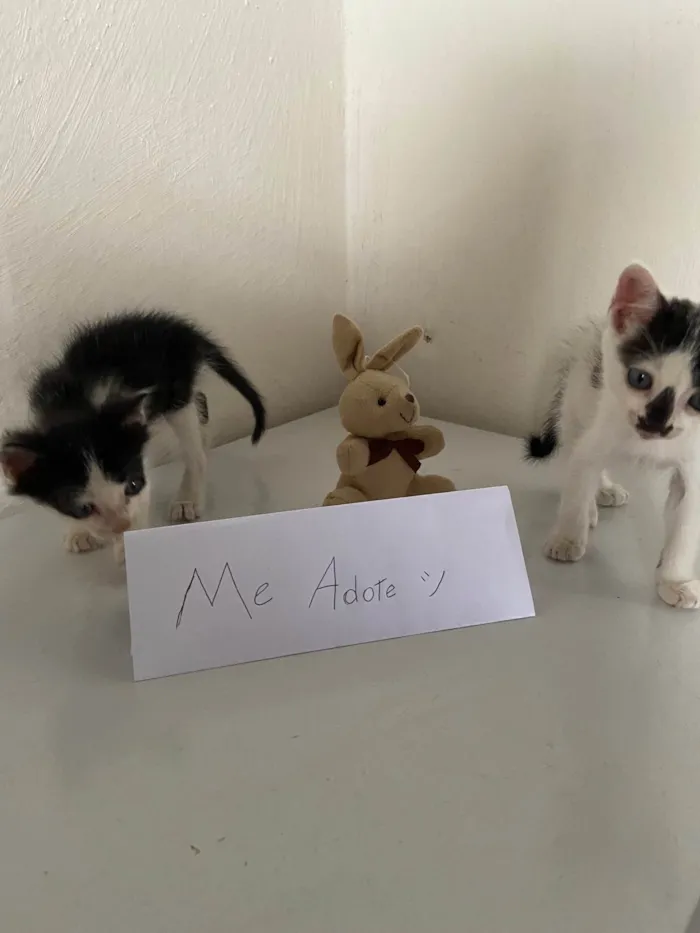 Gato ra a  idade Abaixo de 2 meses nome Tico e Teco