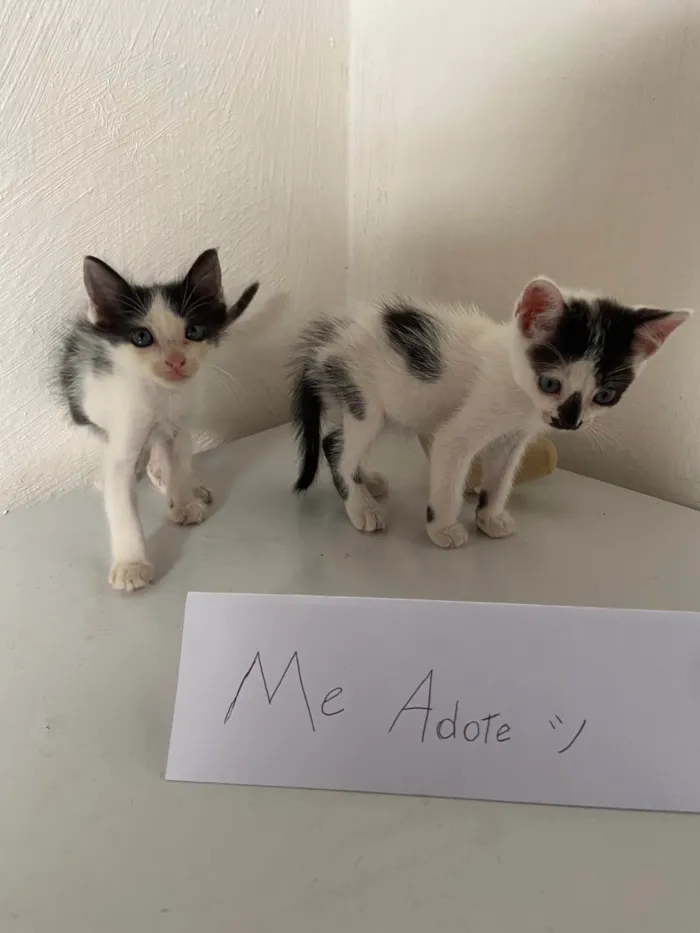 Gato ra a  idade Abaixo de 2 meses nome Tico e Teco