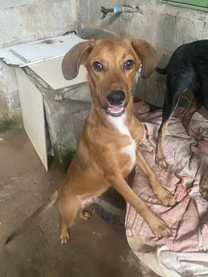 Cachorro ra a SRD-ViraLata idade 7 a 11 meses nome Julio 