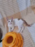 VICTOR