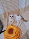 VICTOR