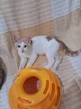 VICTOR