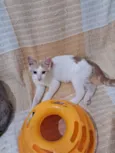 VICTOR